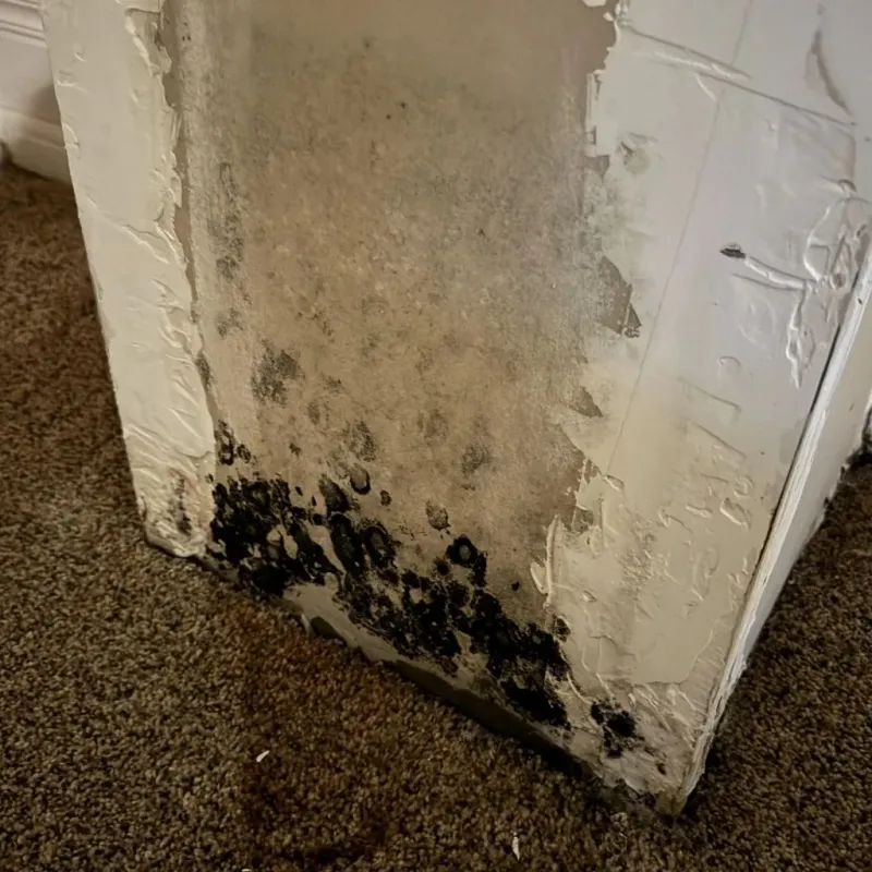 Professional Mold Removal in Aptos, CA